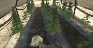 weed rush system